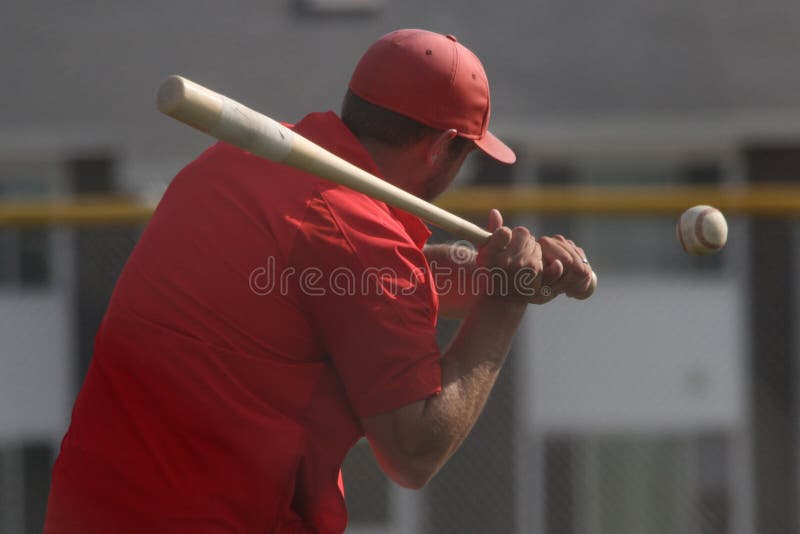 Fungos Stock Photos Free & RoyaltyFree Stock Photos from Dreamstime