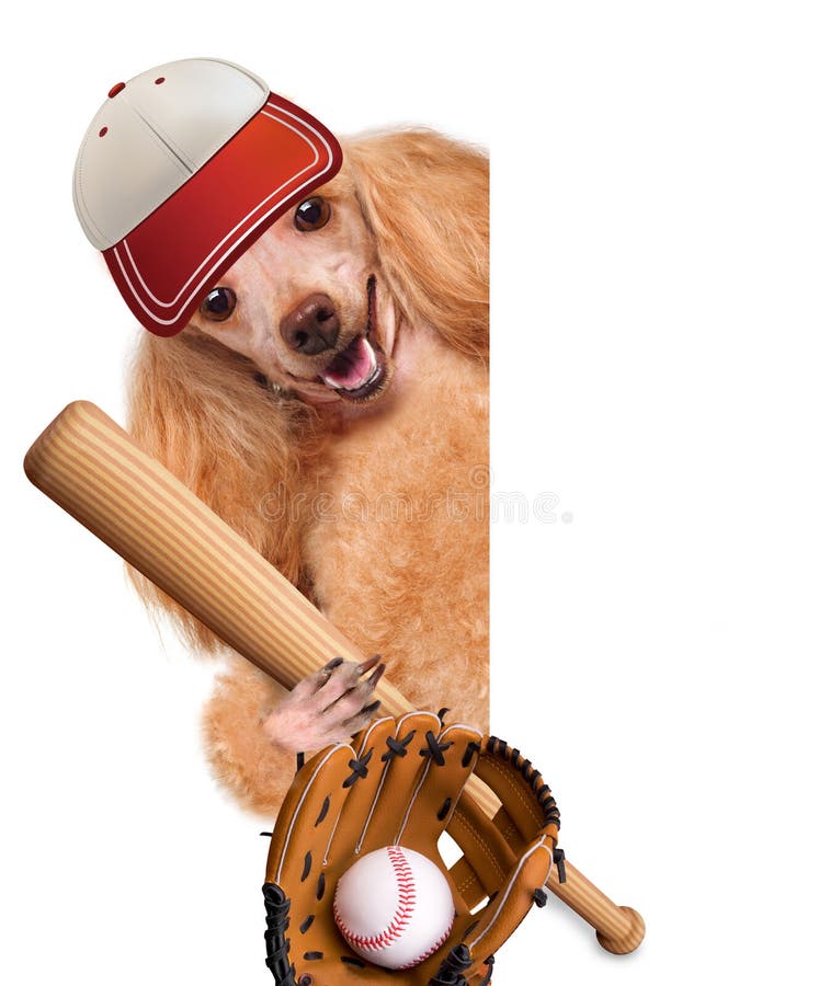 Are Baseballs Safe For Dogs