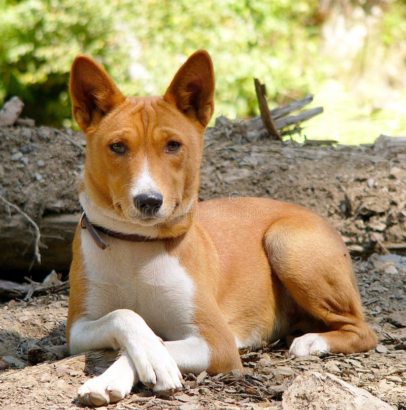 Basenji stock photography Basenji stock photography