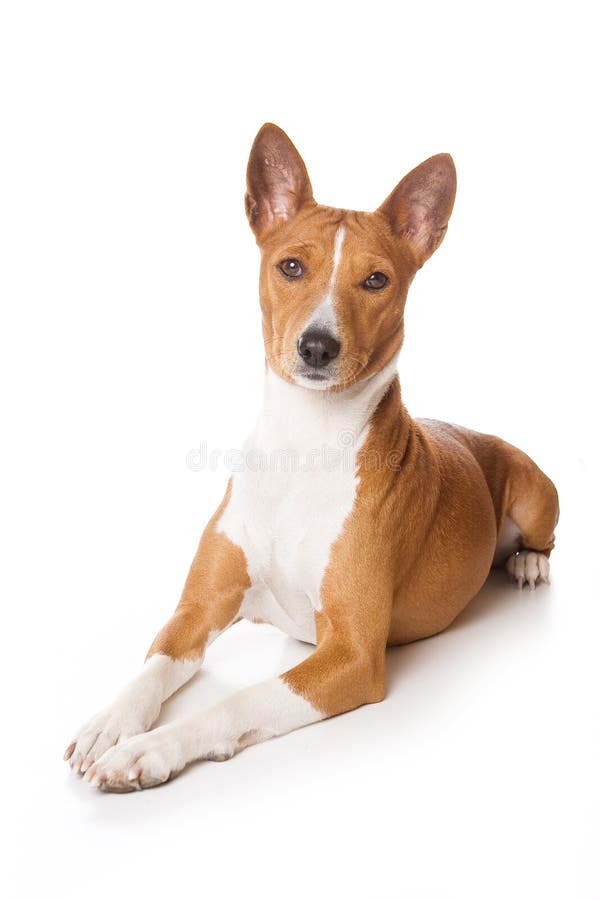 Basenji dog