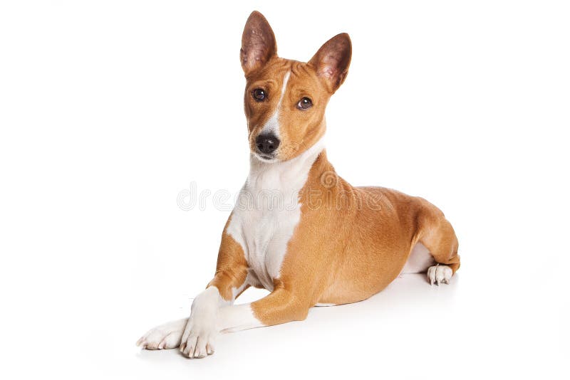 Basenji dog