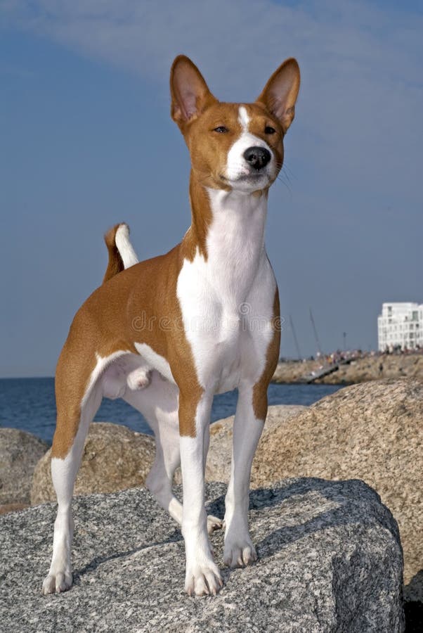 Basenji Dog