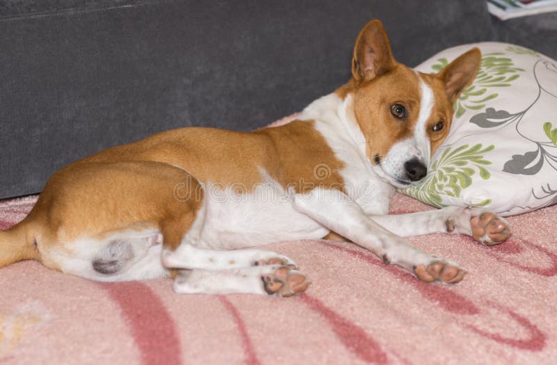 Basenji dog lying on a sofa and ready to sleep on a masters pillow royalty free stock image Basenji dog lying on a sofa and ready to sleep on a masters pillow royalty free stock image