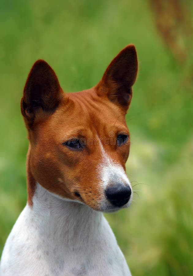 Basenji dog portrait