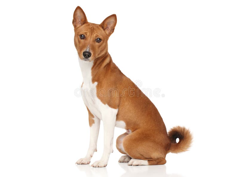 Basenji dog