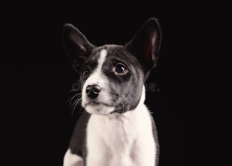 1,212 Basenji Black White Stock Photos Free & RoyaltyFree Stock