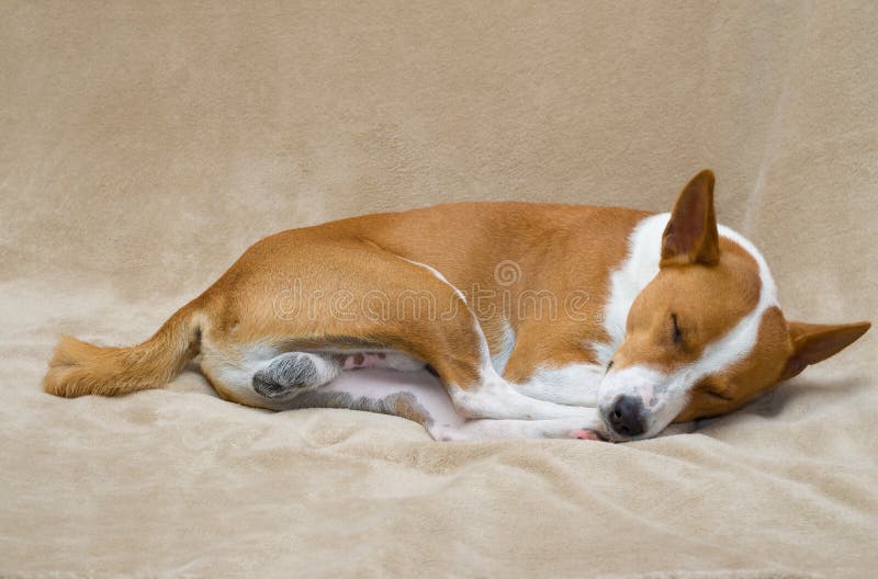 BasenjiHund, Der Auf Einem Sofa Schläft Stockfoto Bild von verhalten