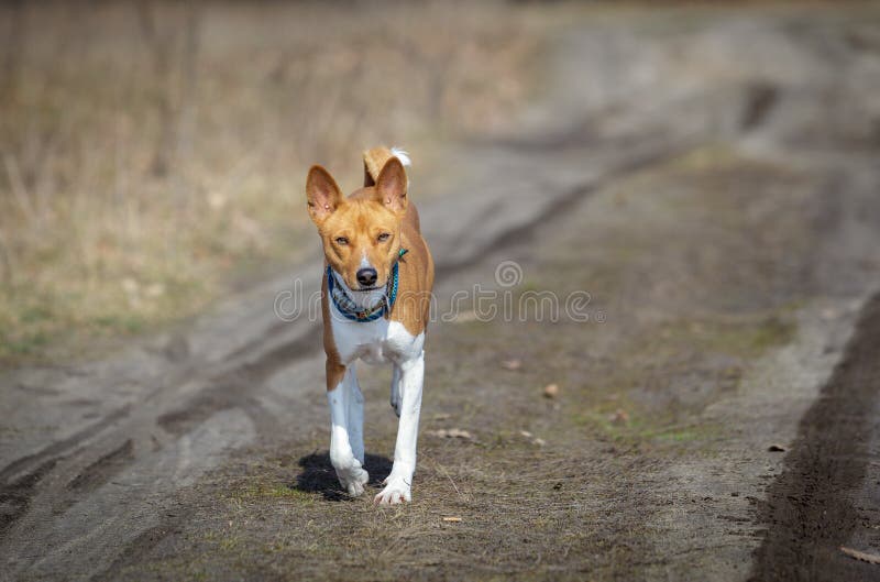 BasenjiHund, Der In Den Park Geht Stockbild Bild von park, fällig