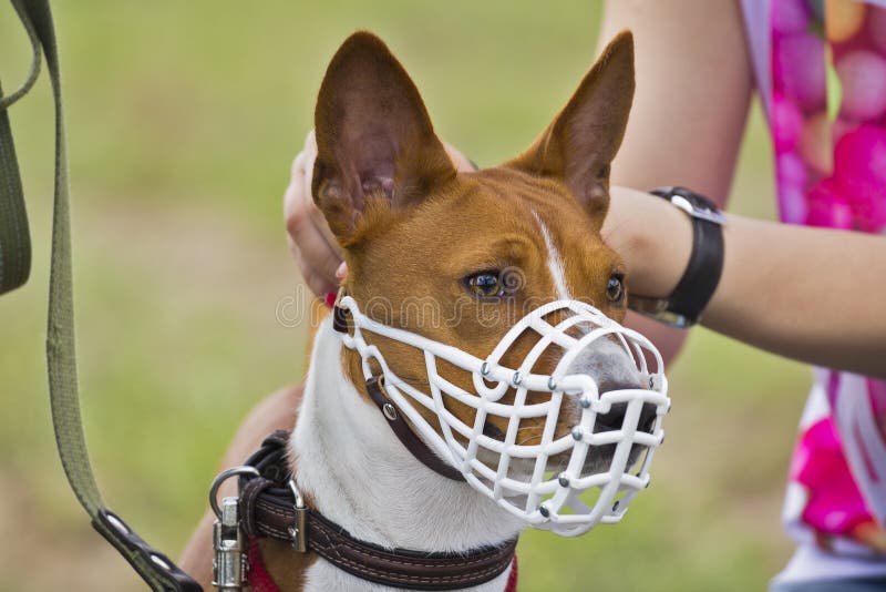 Basenji dog in a muzzle for coursing. Close-up. white muzzle. Basenji dog in a muzzle for coursing. Close-up. white muzzle