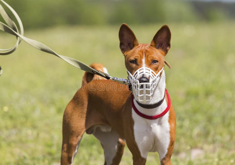 Basenji dog in a muzzle for coursing. White muzzle. Basenji dog in a muzzle for coursing. White muzzle