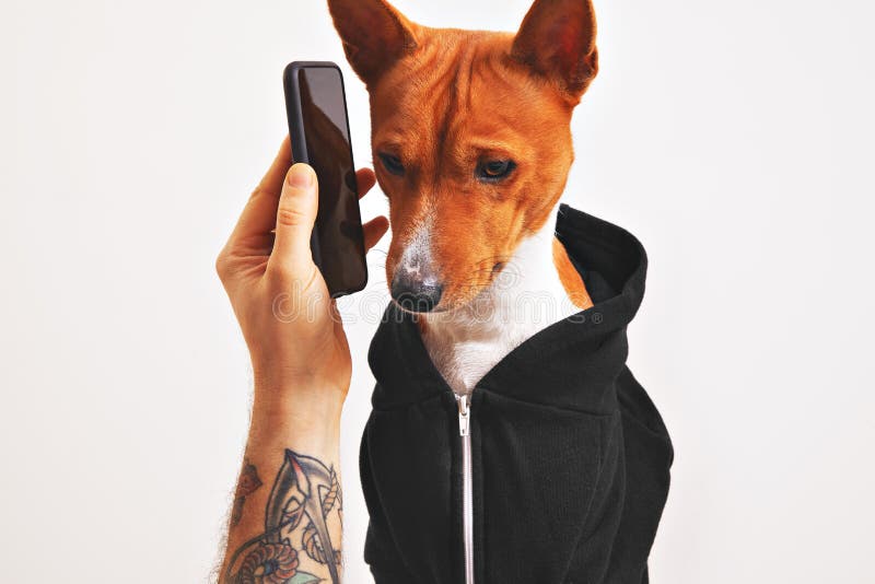 Basenji Hund I Hoodie Med Smartphonen Fotografering för Bildbyråer