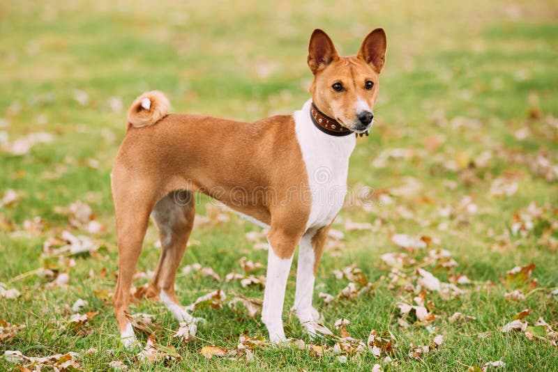 Dog Of Breed Of The Basenji Near Legs Of The Person On
