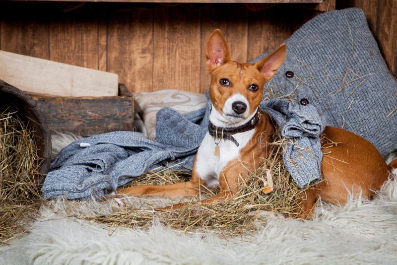 Basenji-собака в амбаре стоковые изображения rf Basenji-собака в амбаре стоковые изображения rf