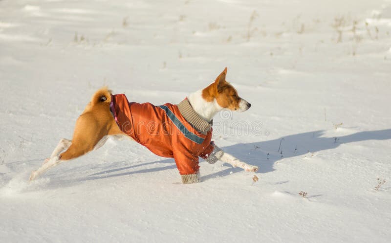 Basenjihond die in verse sneeuw galopperen stock afbeelding Basenjihond die in verse sneeuw galopperen stock afbeelding