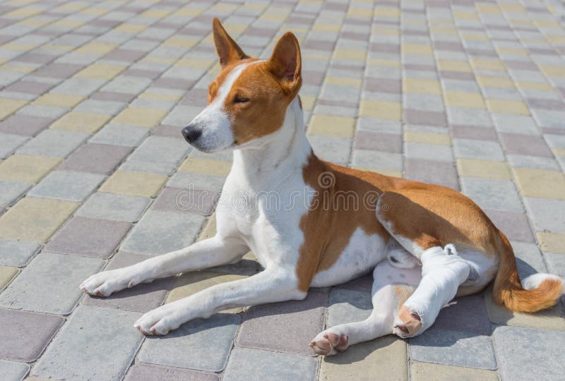 Basenjihond met gebroken verbonden achterste voeten die op een bestrating bij zonnige dag liggen royalty-vrije stock afbeelding Basenjihond met gebroken verbonden achterste voeten die op een bestrating bij zonnige dag liggen royalty-vrije stock afbeelding