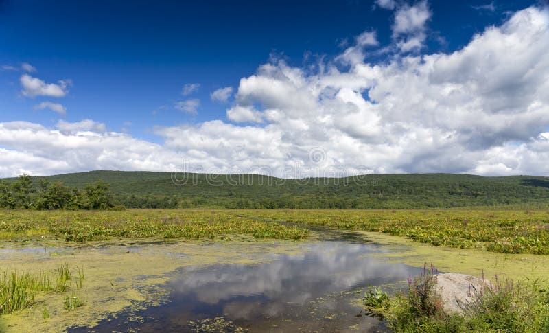 Bashakill Wildlife Management Area Upstate New York on the summer day