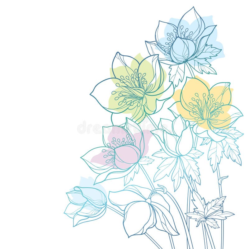 Vector corner bouquet with outline Hellebore or Helleborus or Winter rose, bud and leaf in pastel green and blue isolated. vector illustration Vector corner bouquet with outline Hellebore or Helleborus or Winter rose, bud and leaf in pastel green and blue isolated. vector illustration