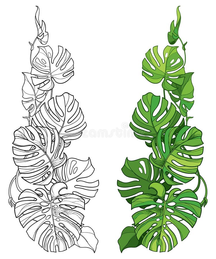Vector Set with Outline Tropical Monstera or Swiss Cheese Plant Leaf