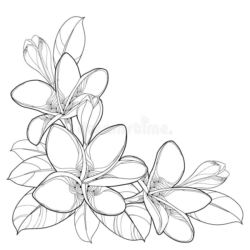 Frangipani Corner stock illustration. Illustration of isolated 7995301