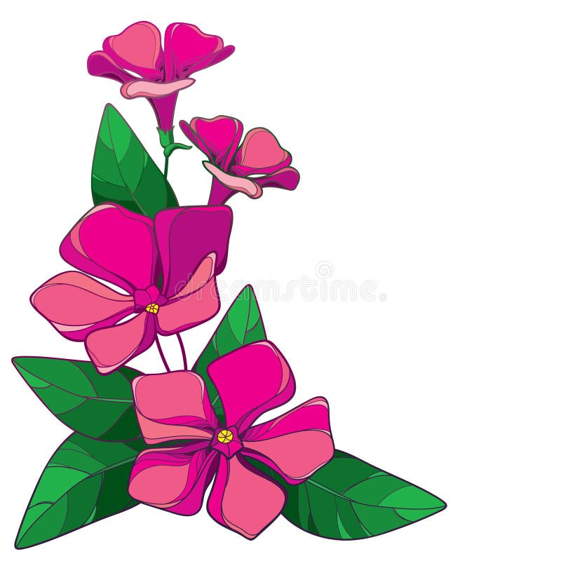 periwinkle flower drawing