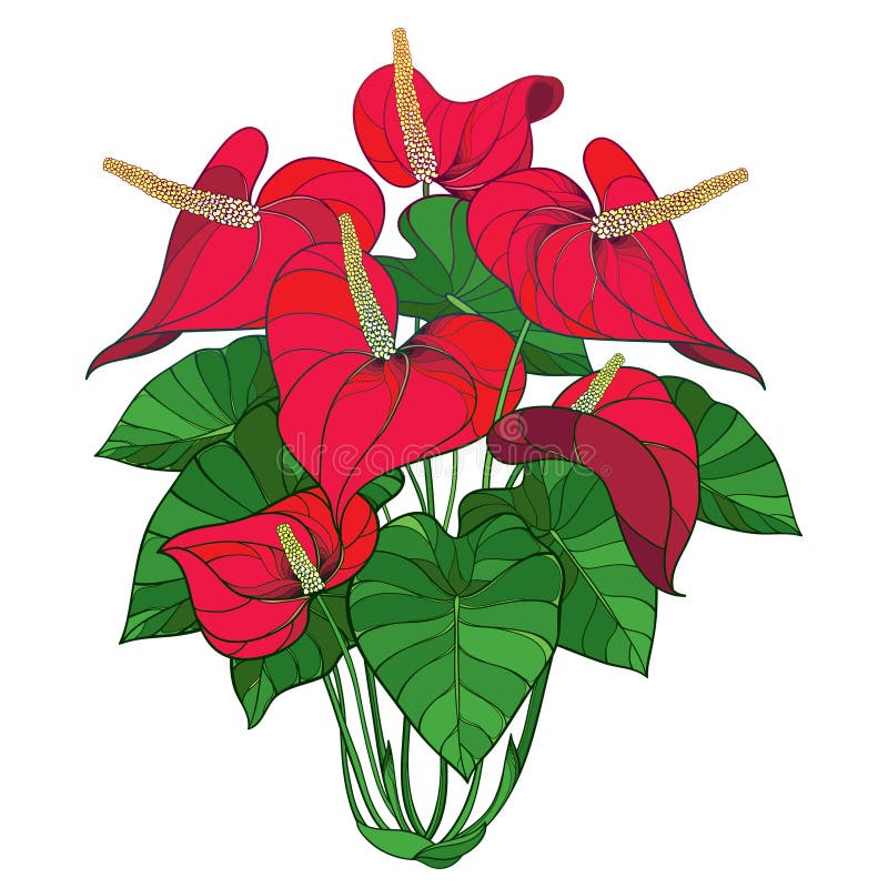 Как нарисовать антуриум