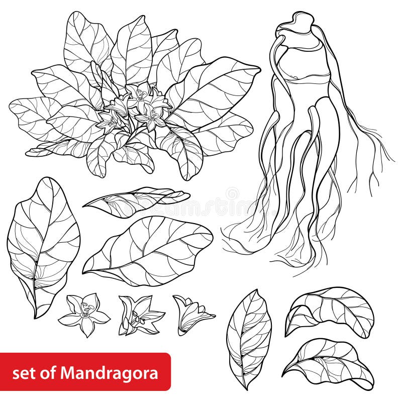 Vetor de Hand drawing mandrake. Black outline. Magic plant. Coloring page.  do Stock