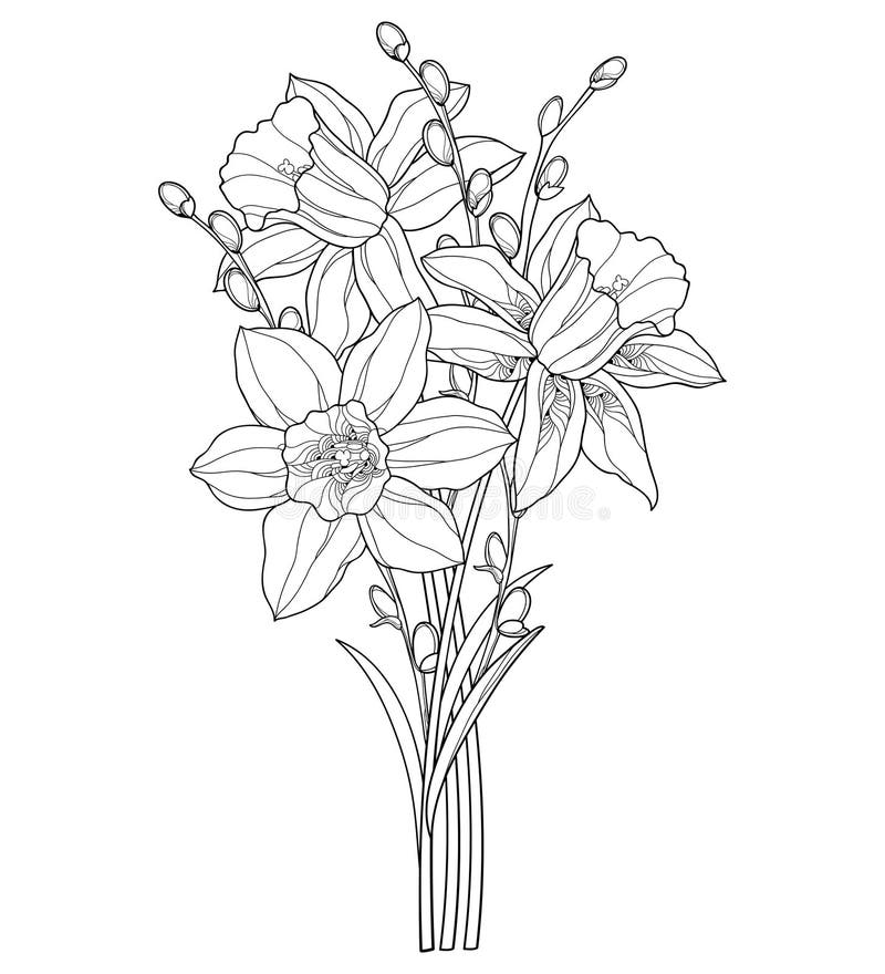Featured image of post Daffodil Flower Line Drawing Drawing a daffodil may seem challenging at first but it is quite manageable if you begin by drawing very general lines and shapes and gradually build up to more specific details