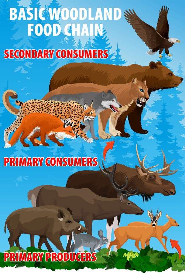 Food Chain Lion Stock Illustrations โ 64 Food Chain Lion Stock ... Biology Diagrams