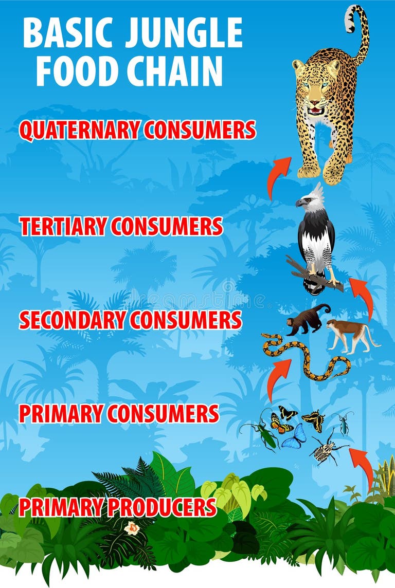 Jungle Food Chain Stock Illustrations 80 Jungle Food Chain Stock Biology Diagrams