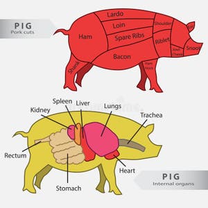 8 Pig Chart Free Stock Photos StockFreeImages 8 Pig Chart Free Stock Photos StockFreeImages