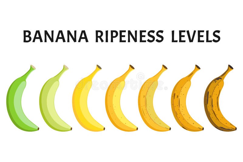 Banana Ripeness Stages Infographics Chart Bunch Of Bananas Colour | My ...