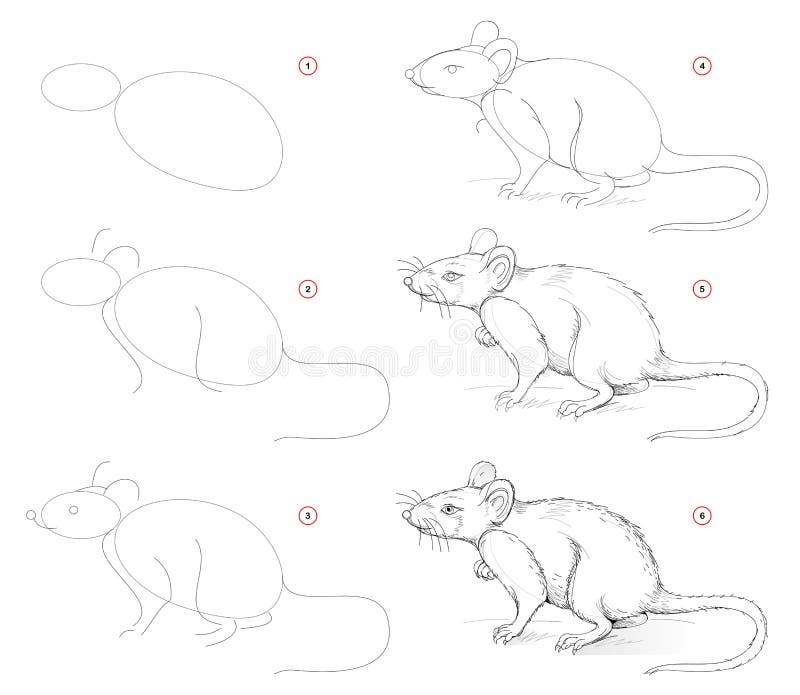 Cute Rat Drawing