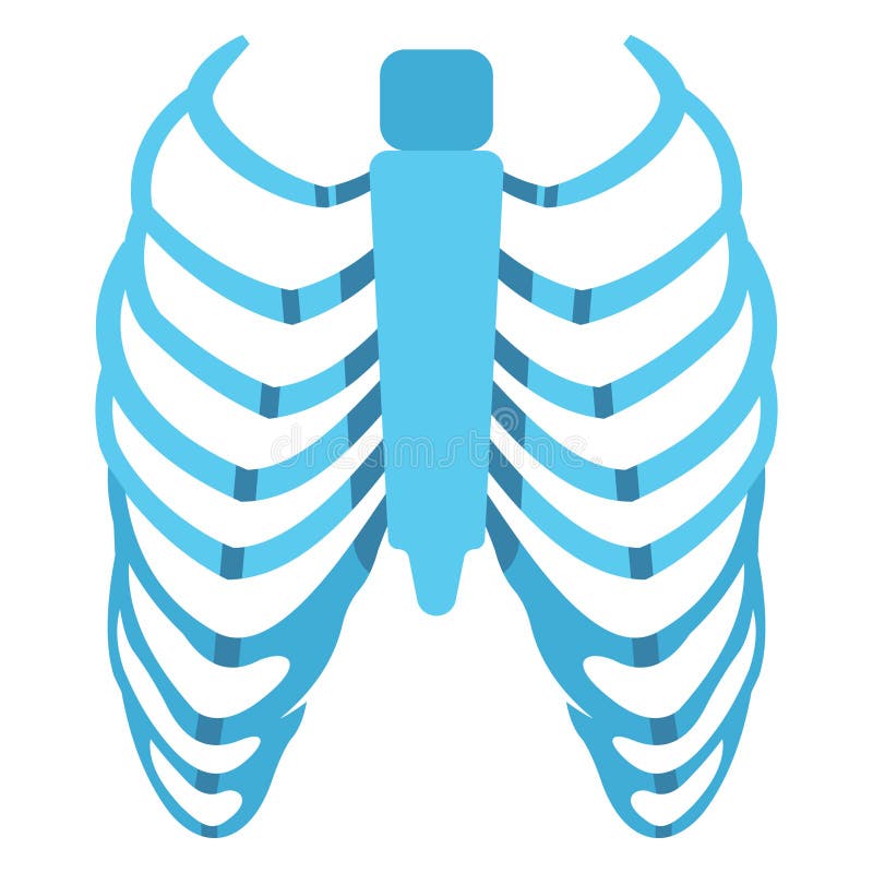 Basic RGB Human Ribs, Anatomy, Vector Illustration Icon Which Can