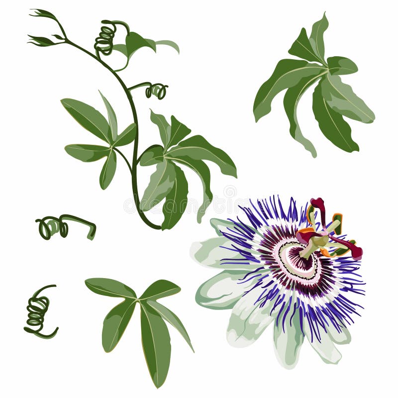 Tropical flower, Passion flower, with leaves branch, isolated object, Violet passiflora tropical flower. vector illustration