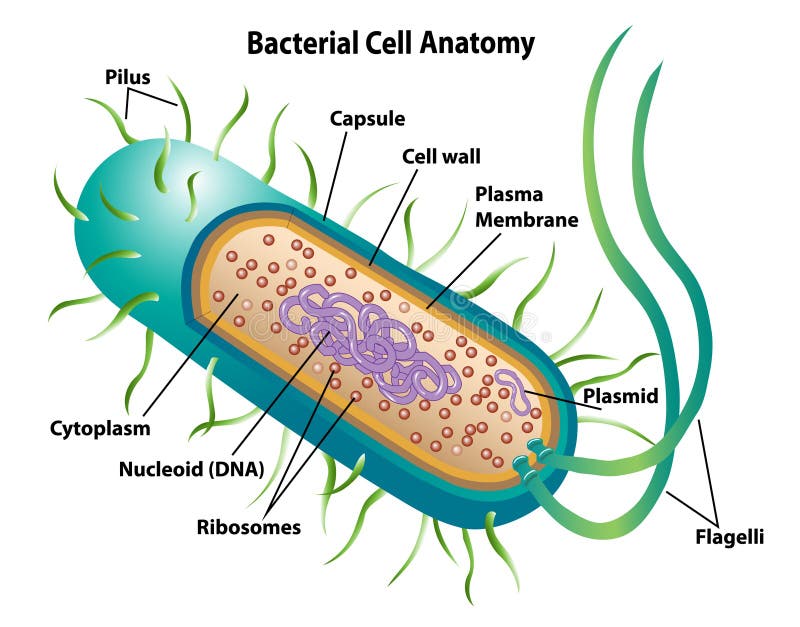 Bacterial Cell Anatomy Showing Morphology And Cell Structures Stock bacterial-cell-anatomy-showing-morphology-and-cell-structures-stock