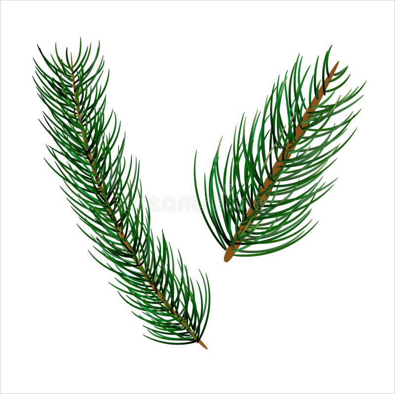 Realistic evergreen branches for christmas decor, vector eps 10