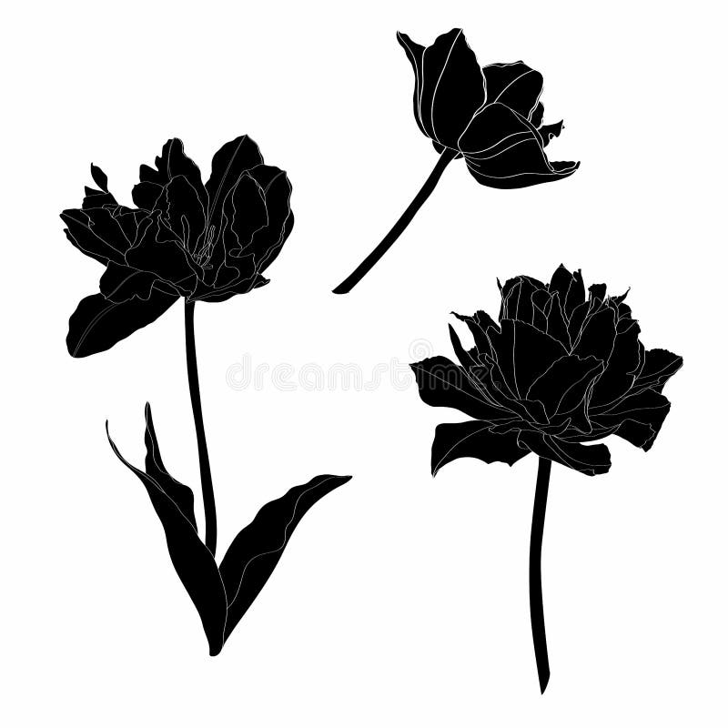 Line Black Floral Elements. Tulips Flowers with Leaves Branches Set