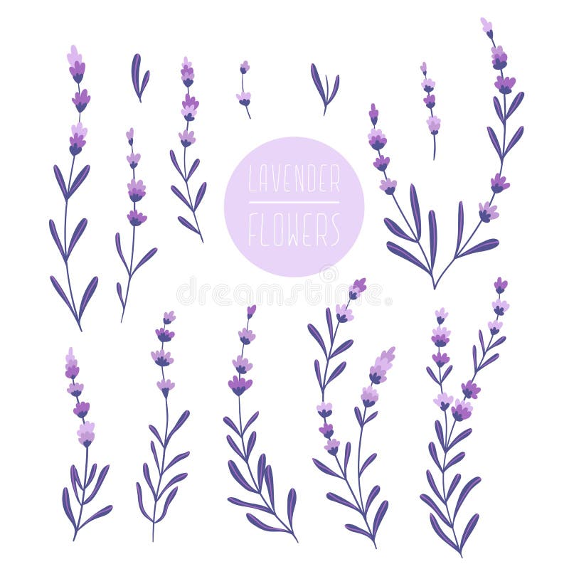 Elegant Lavender Buds Isolated On The White Background Set Of Lavender Flowers Lavander Design Elements Stock Illustration Illustration Of Elements Floral 154281694