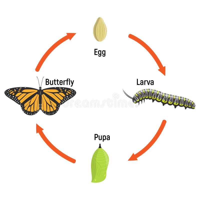 Butterfly Life Cycle Metamorphosis Stock Illustration Illustration of
