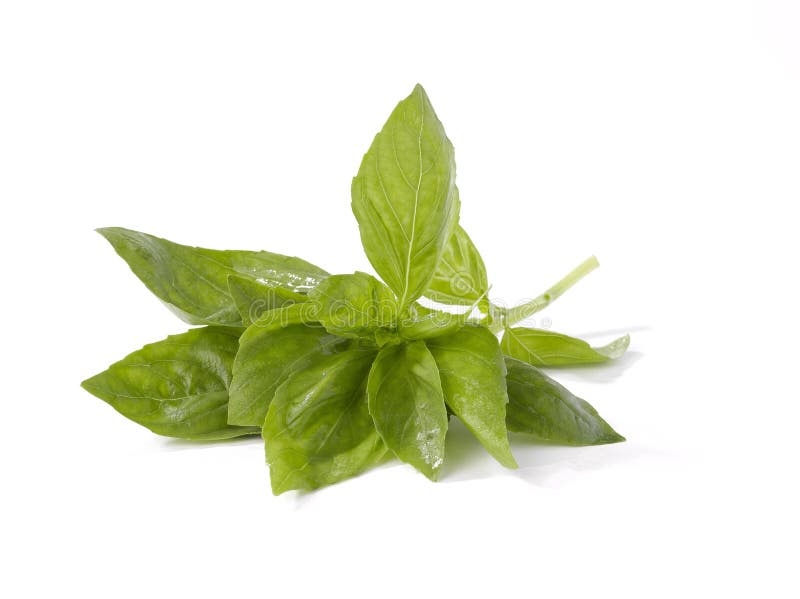 Basil stock image. Image of plant, mediterranean, color 23706095