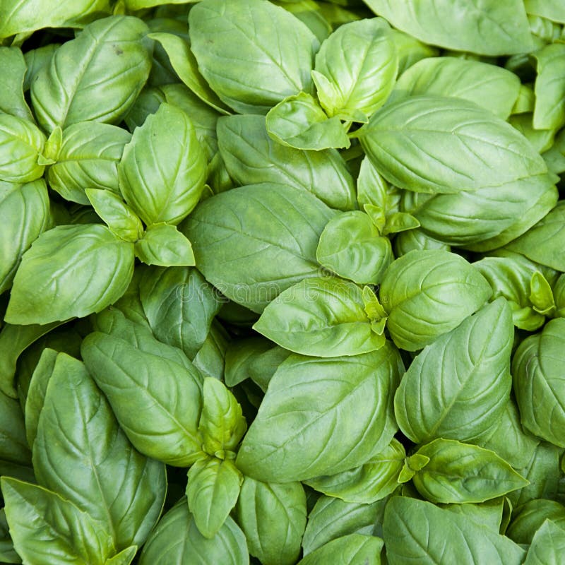 Basil. Fresh green basil herb background, top view Basil. Fresh green basil herb background, top view