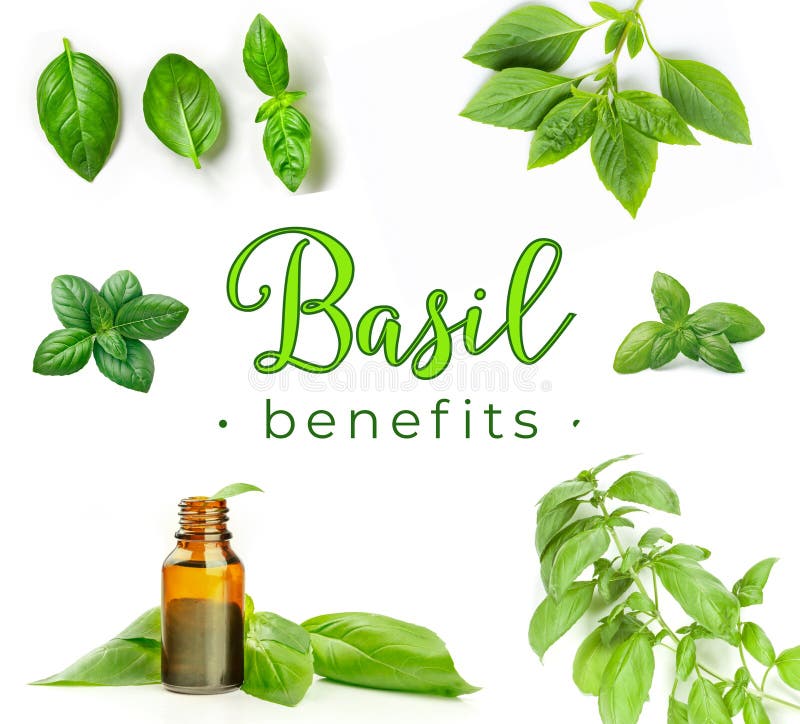 Basil Benefits Herbalist Notebook Cover Idea Stock Photo Image of