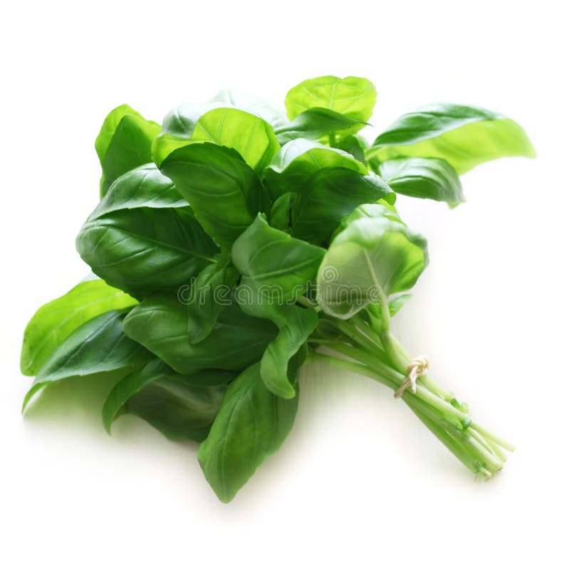Basil stock image. Image of bunch, background, isolated - 161436903