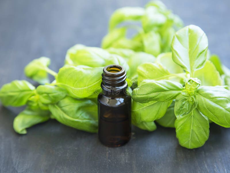 Basil Essential Oil in a Bottle with Basil Herb Leaves Stock Photo