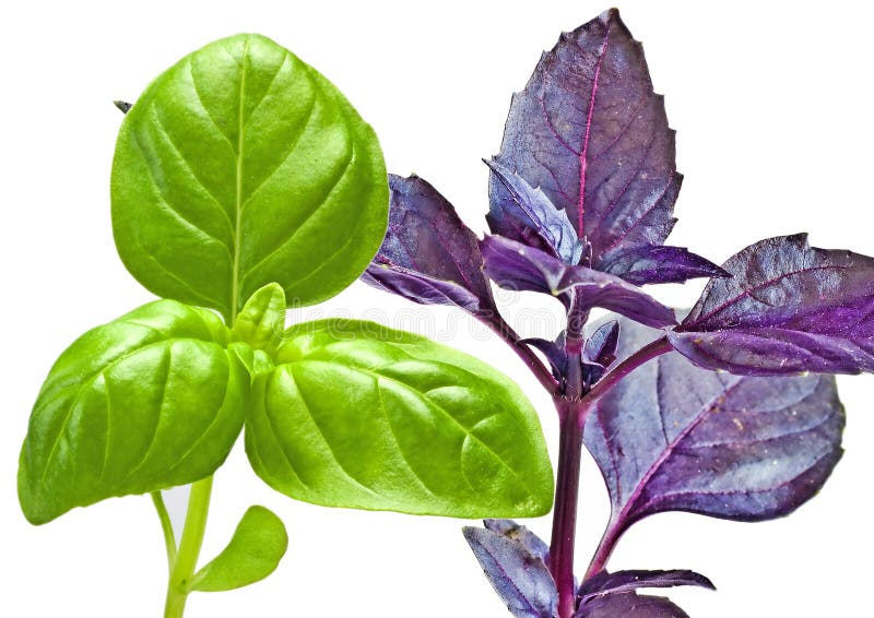 Basil stock photo. Image of healthy, isolated, aroma 35235004