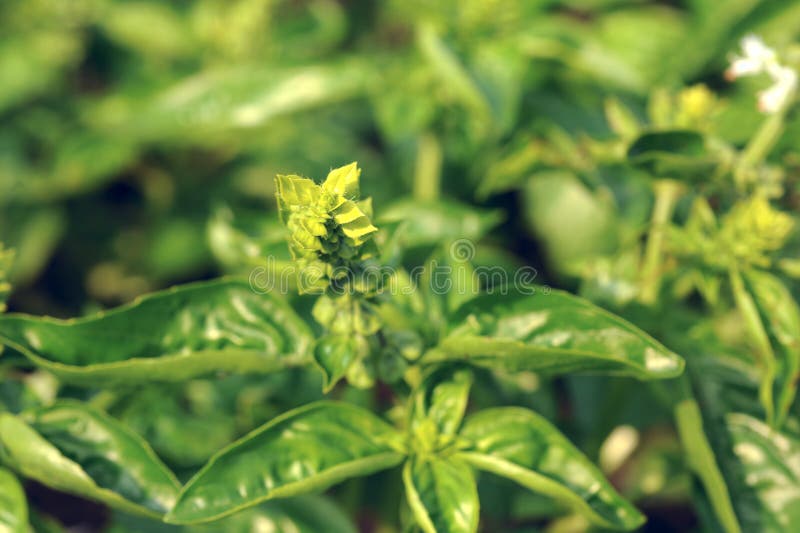 Basil Growing stock photo. Image of closeup, juicy, vegetarian 12877788
