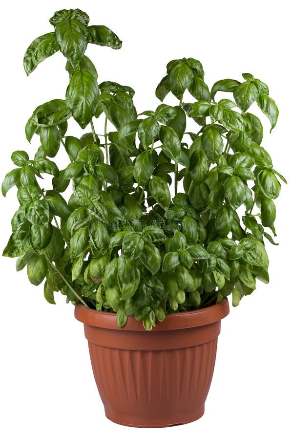 Basil Growing in a Pot on a White Background Stock Image Image of