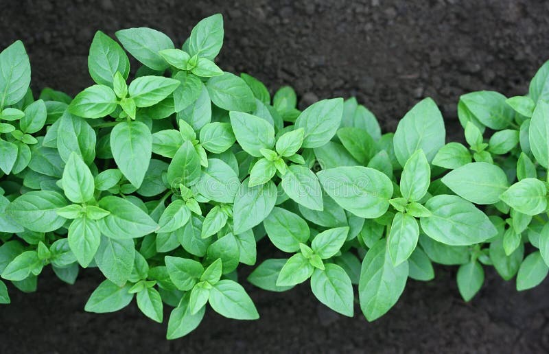 Basil Grows on a Kitchen Garden Stock Image Image of kitchen, farm