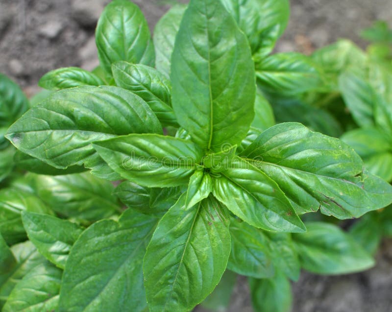 Basil grows in the garden stock image. Image of aroma 251065643