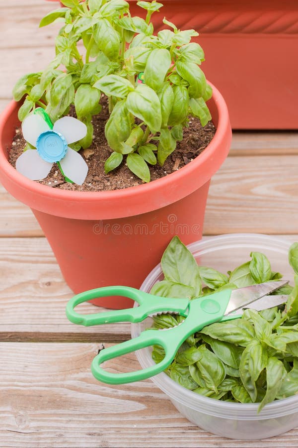 Basil harvest stock photo. Image of cuttings, cotta, garden 20103600